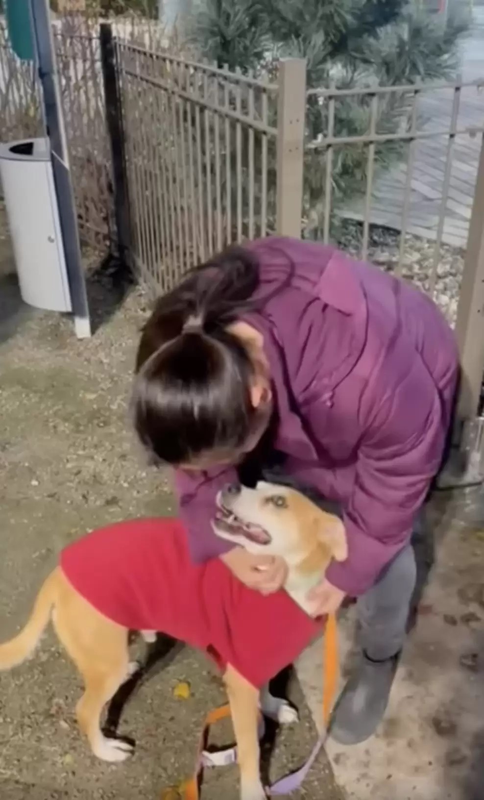 woman playing with dog that has clothes on