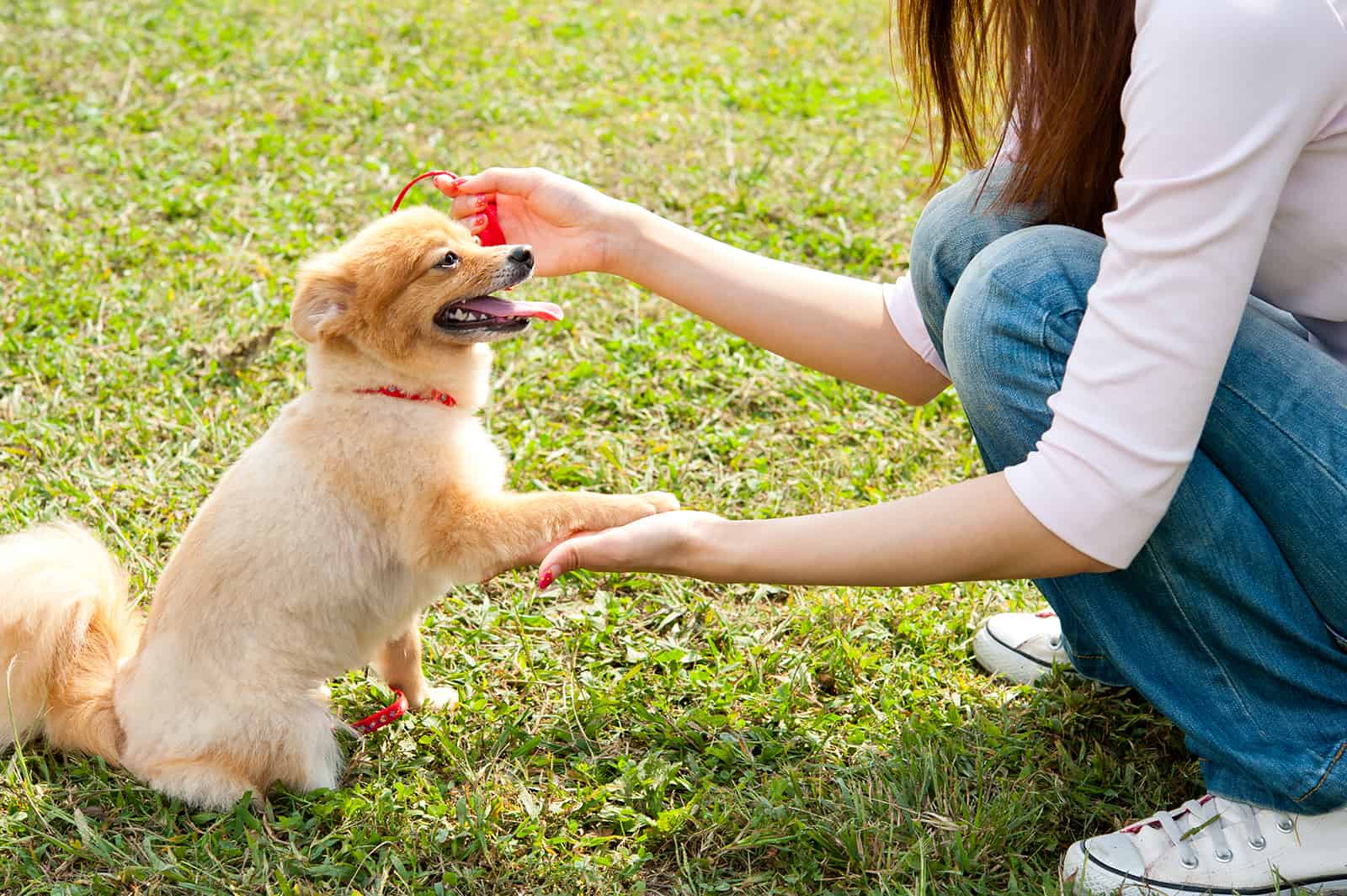 woman playing with dog in the park