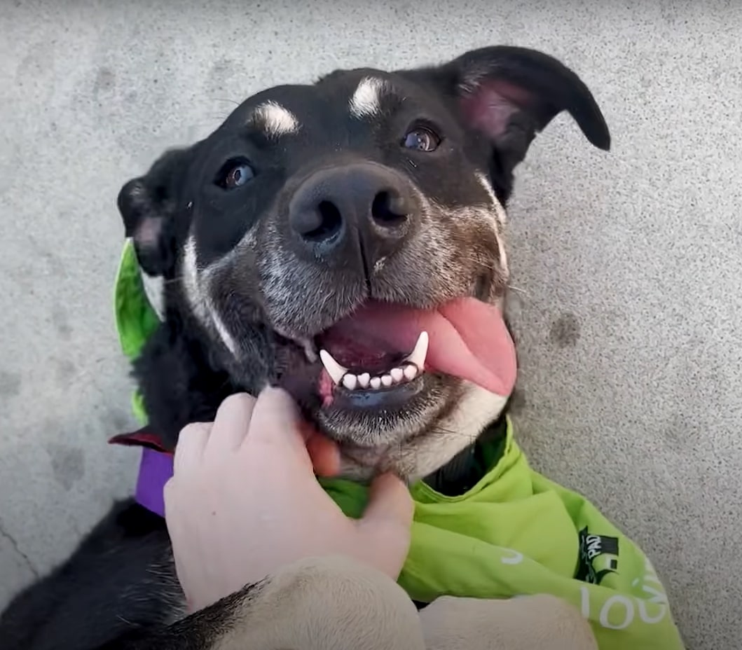 woman playing with happy black dog