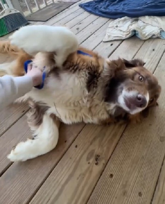 woman playing with her huge dog