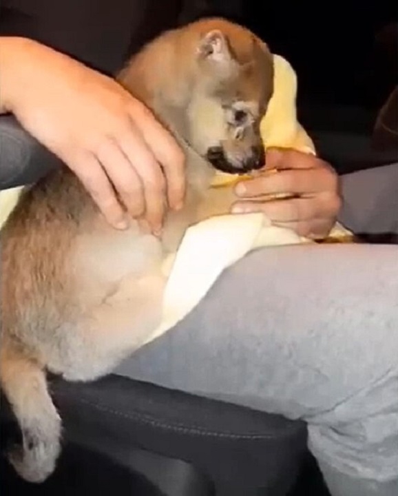 woman playing with puppy