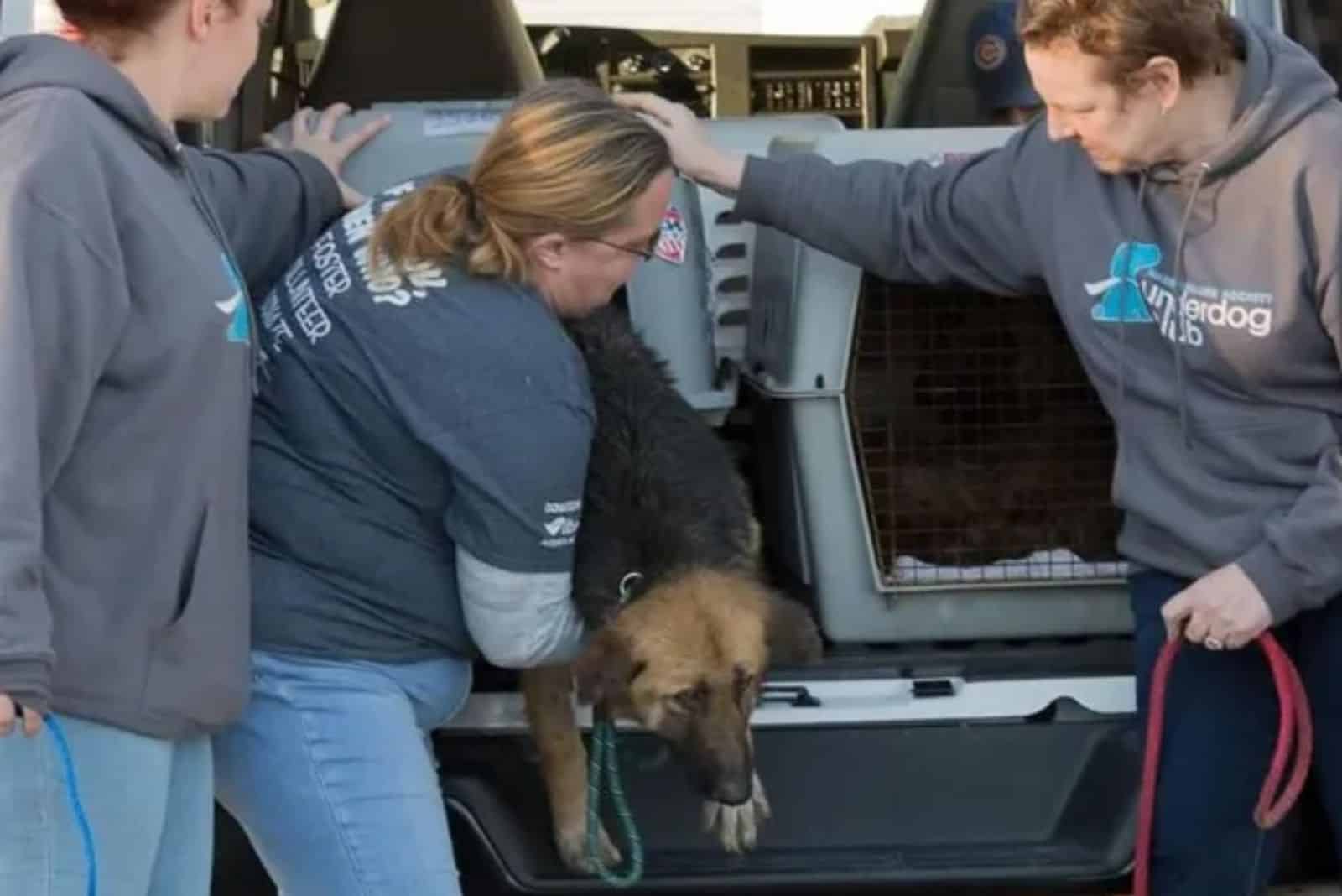 woman putting german shepherd dog in a crate during rescue mission