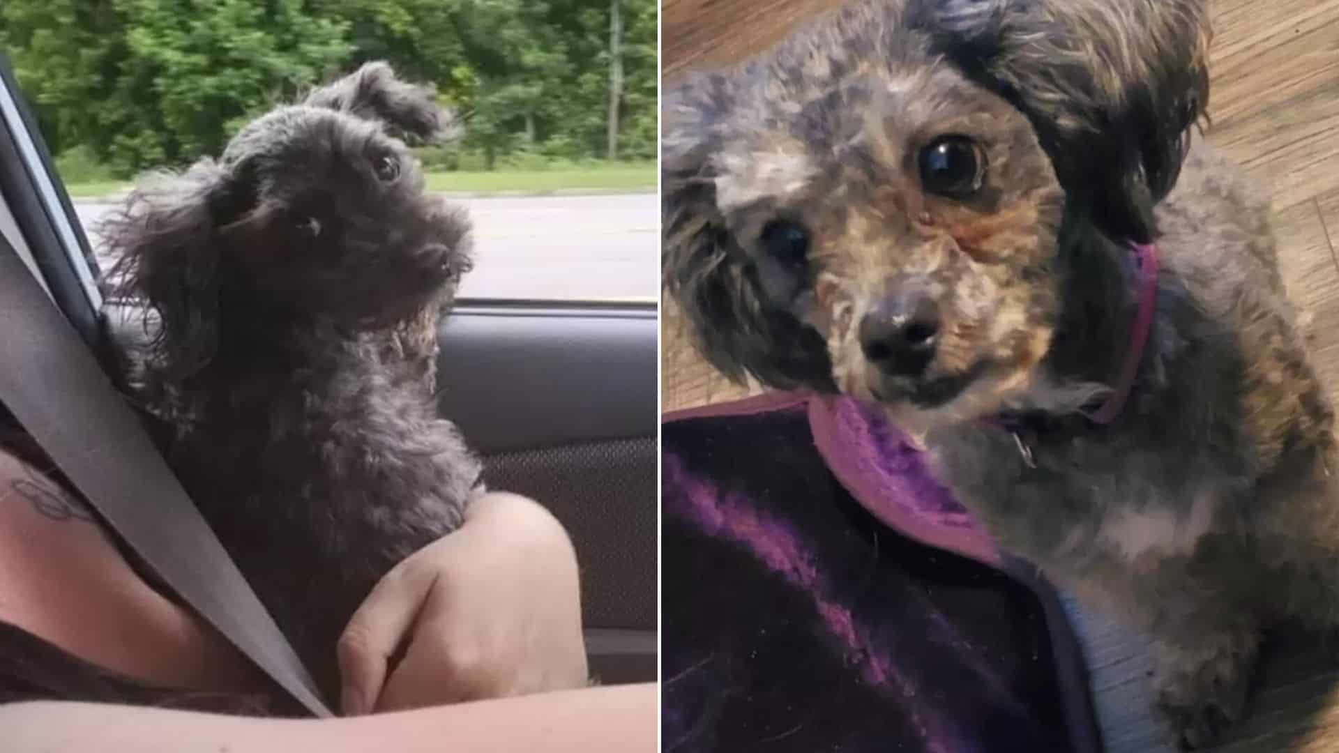 Woman Saves A Dog From The Road, She Soon Realizes He Looks Like Her Deceased Pup