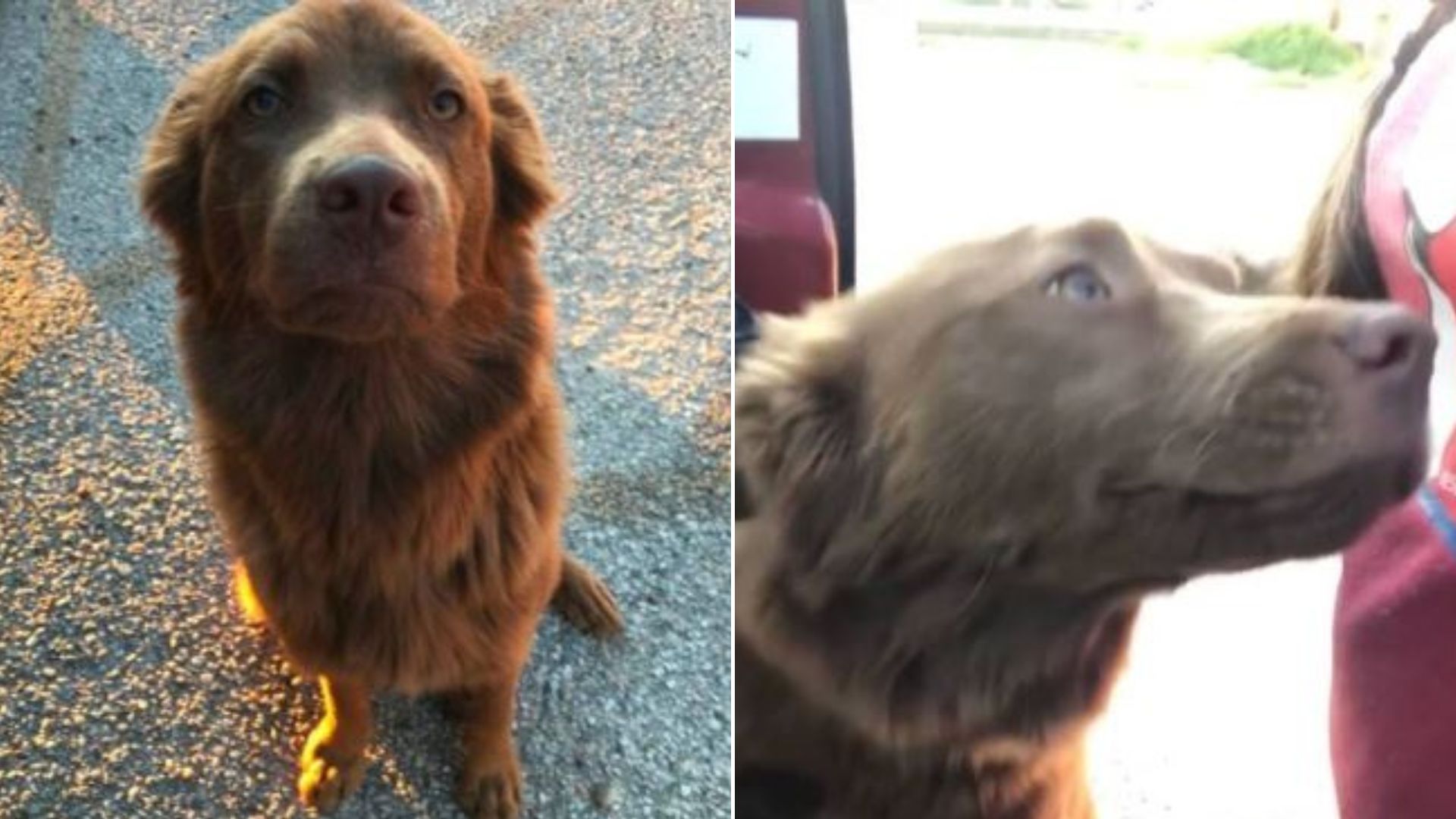 Stray Mama Dog Finally Gets To See Her Puppies Happy And Safe As A Wisconsin Family Adopts Them