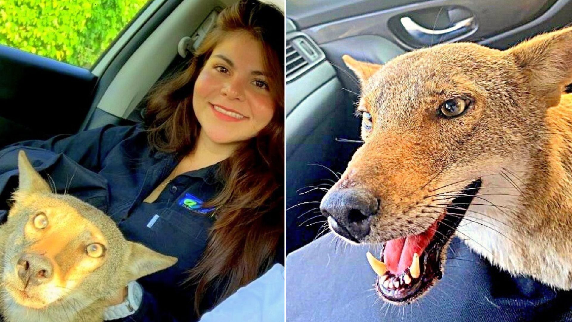 Woman Who Thought She Was Rescuing An Injured Dog Found Out That It Wasn’t A Dog At All