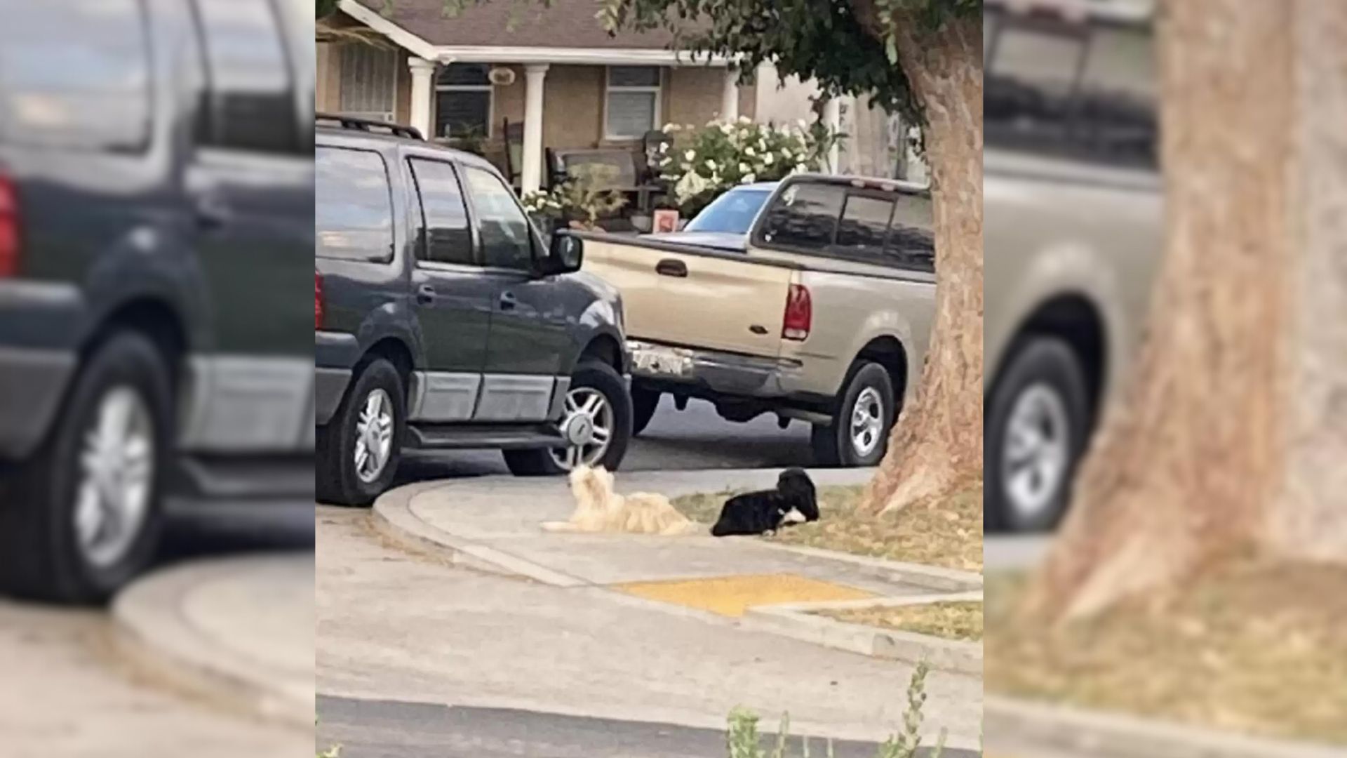 2 Dogs Who Were Completely Inseparable Get Saved By The Most Kind-Hearted Rescuer