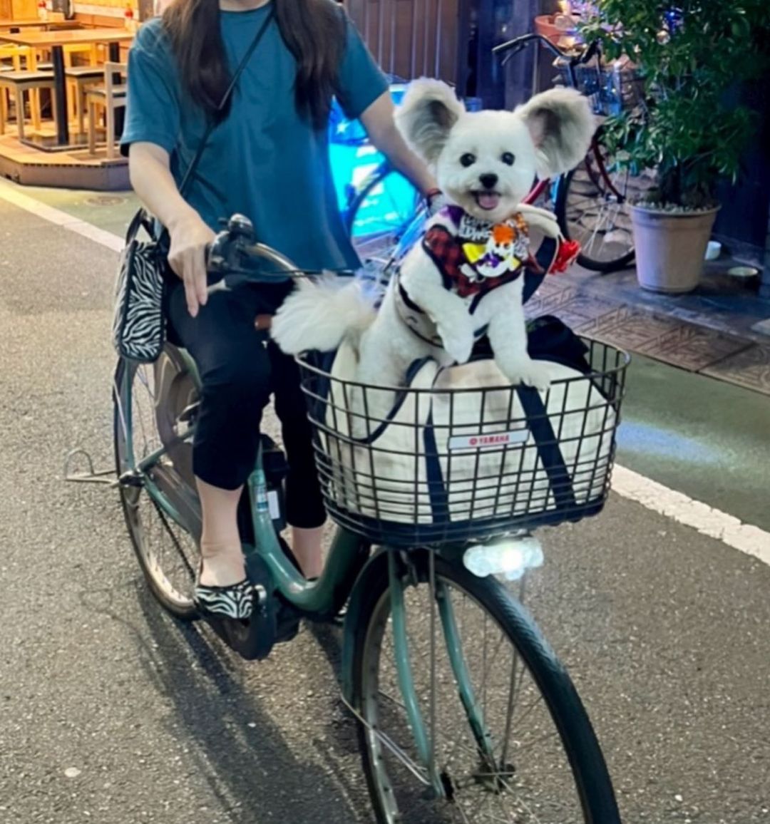 woman riding a bike with goma in a basket