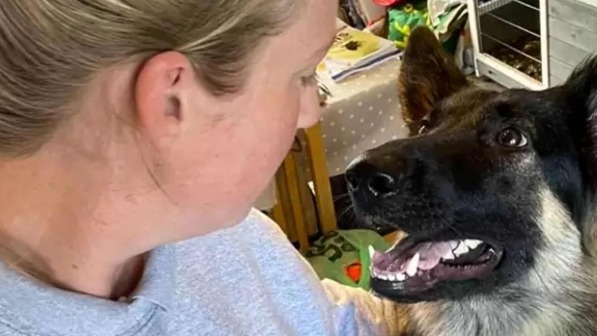 GSD Girl Saved From The “Forever Sleep” List Gives Her Hooman A Huge Surprise