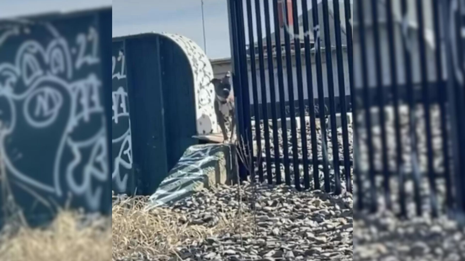 Rescuer Saves A Dog Who Was Living Next To A Rail Road Seconds Before The Train Arrives