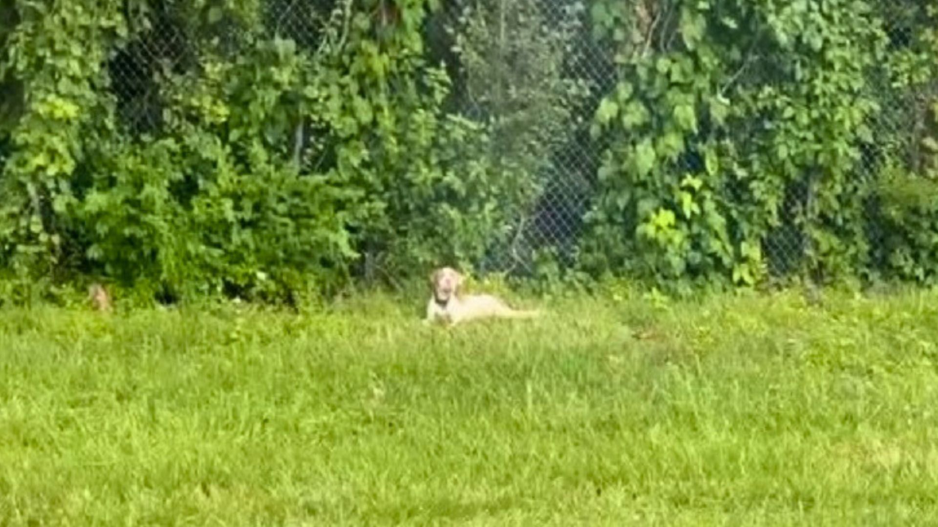 Woman Was Completely Shocked To Find A Motionless Pup Lying Near A Highway