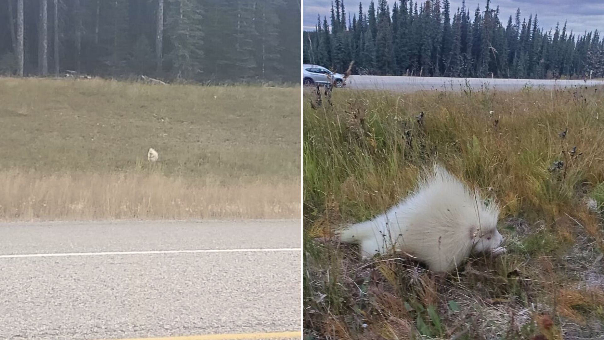 Woman Shocked To Learn The Real Identity Of A Mysterious White Figure On The Side Of The Road