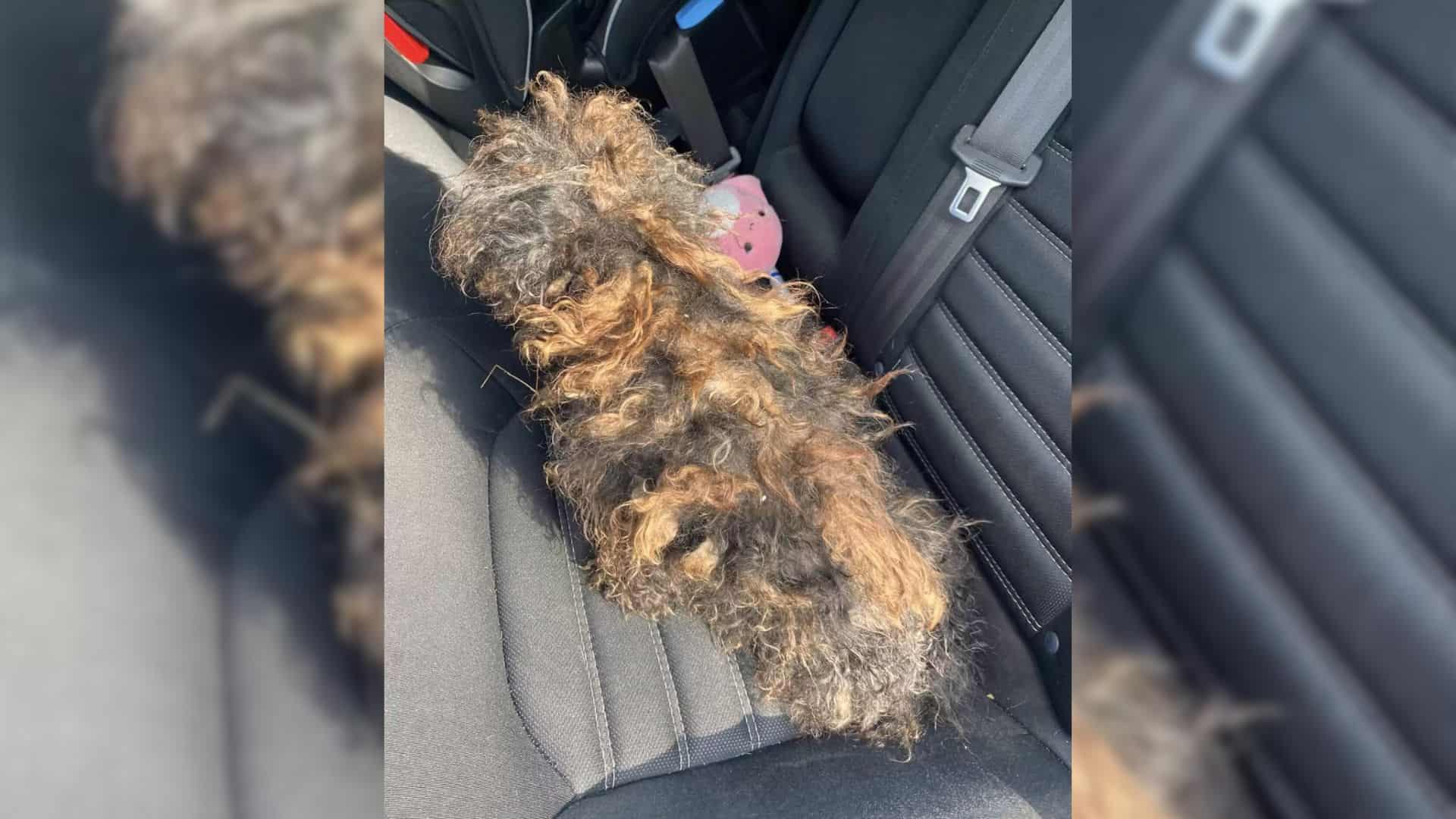 Woman Couldn’t Believe Her Eyes When She Discovered A Mysterious Wig On The Road And Realized What It Is