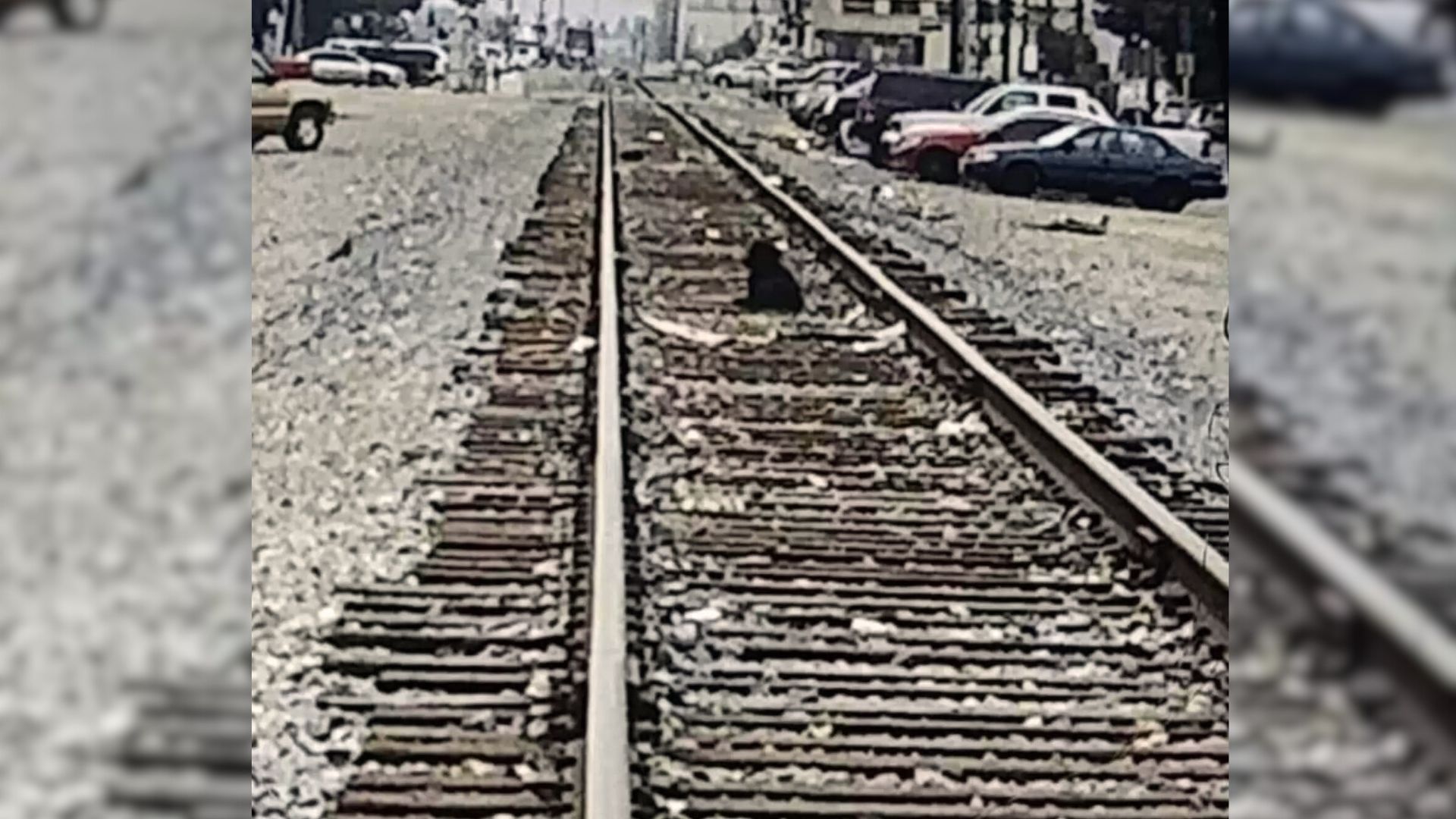 Woman Was Shocked When She Saw Something Furry On The Train Tracks And Went To Help