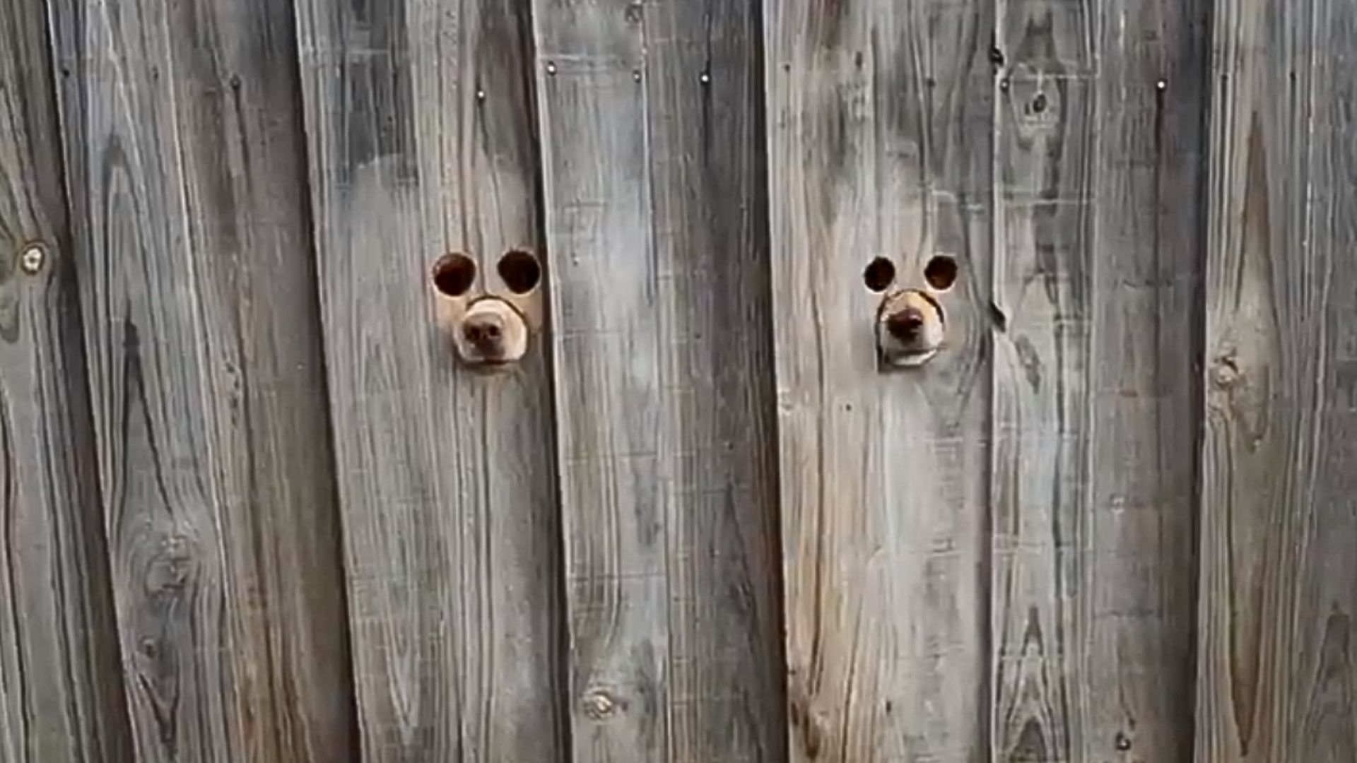 Woman Noticed Two Small Peepholes In Her Fence And Was Surprised By Who She Saw