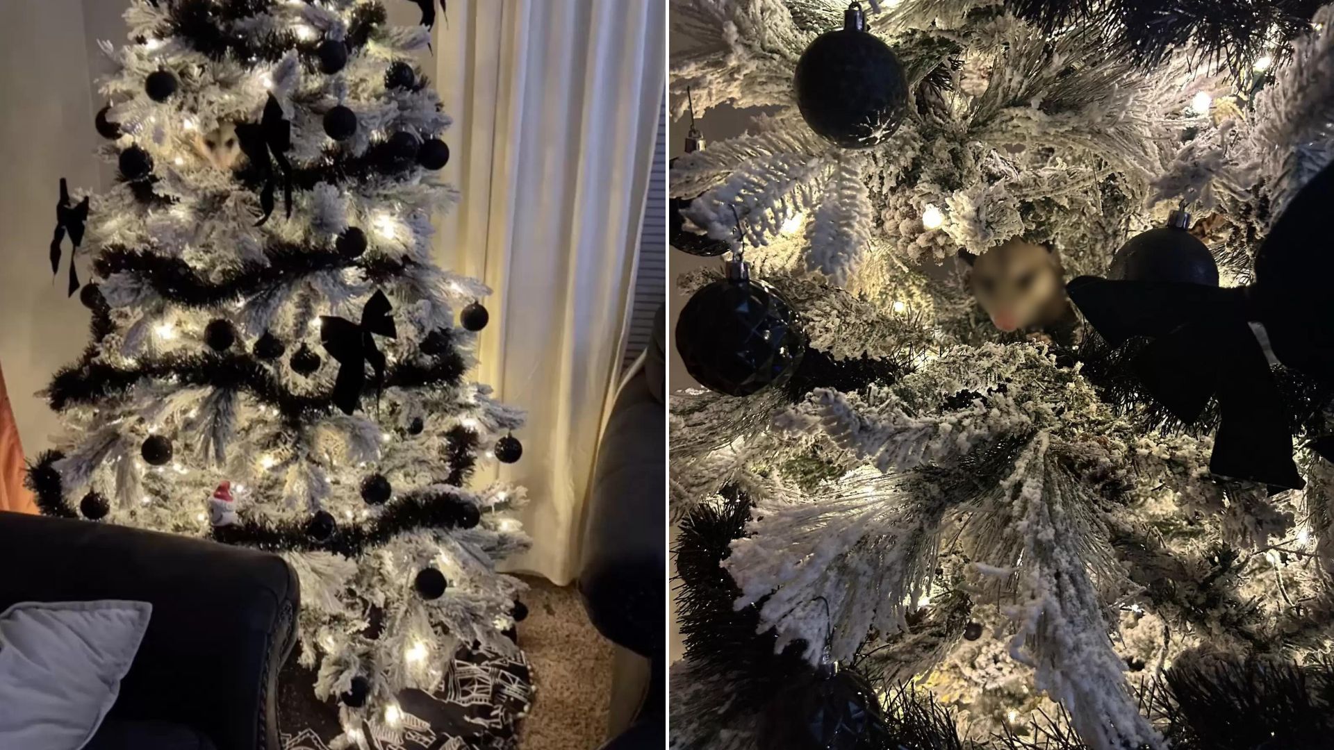 Woman Shocked To Find A Living ‘Ornament’ Hiding In Her Christmas Tree