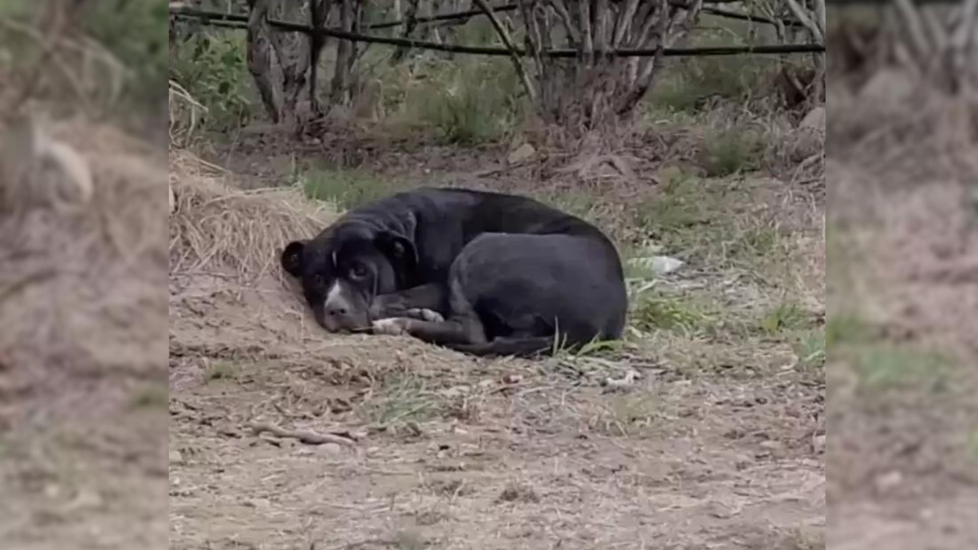 Woman Stumbles Upon A Black Bag Of Garbage Next To A Highway, Then Takes A Closer Look