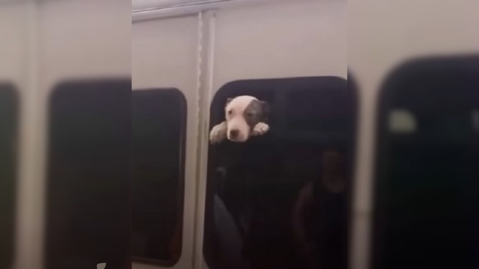 Woman Saw A Trapped Dog On A Stolen Bus And Rushed To Help Him