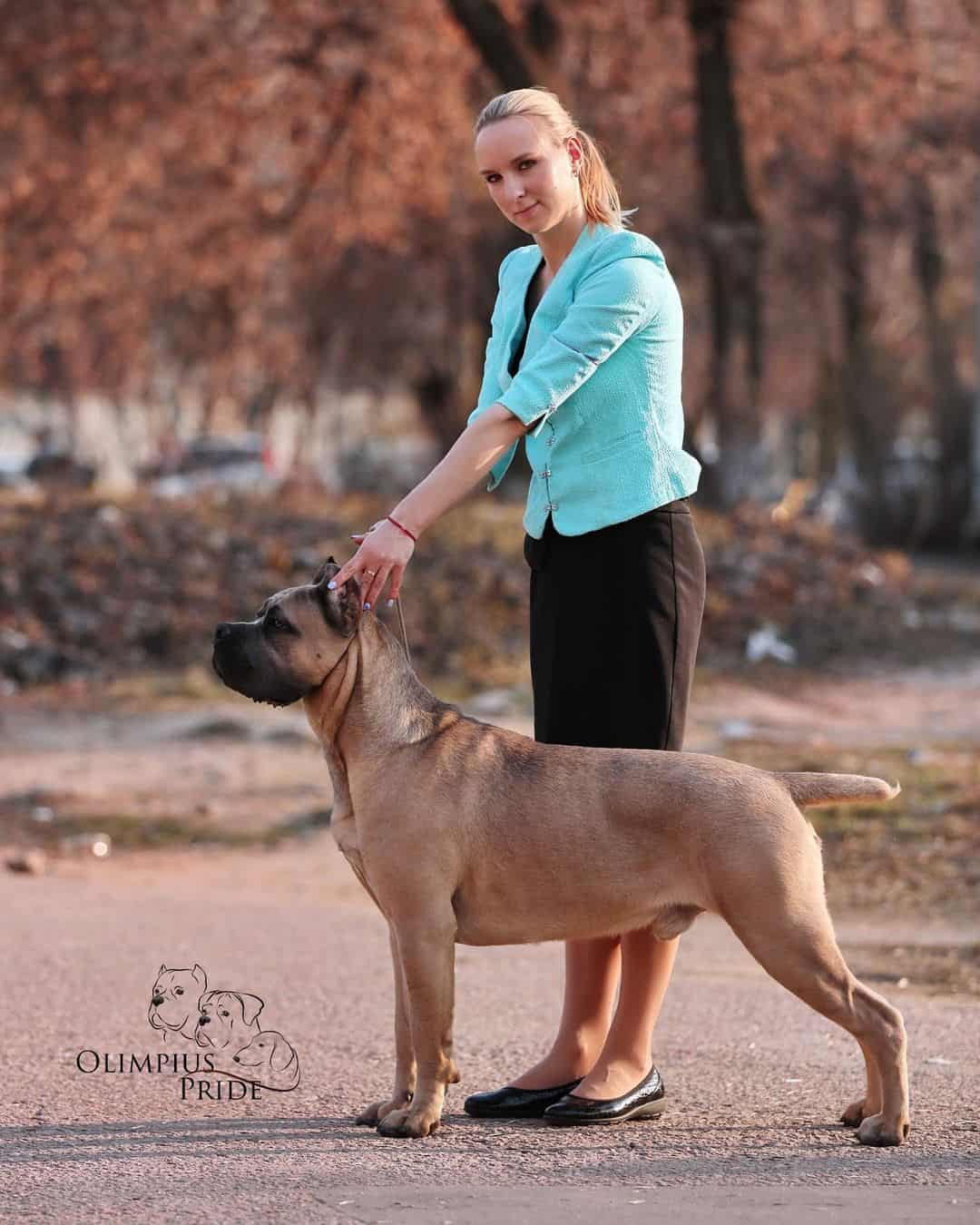 woman standing next to a formentino cane corso