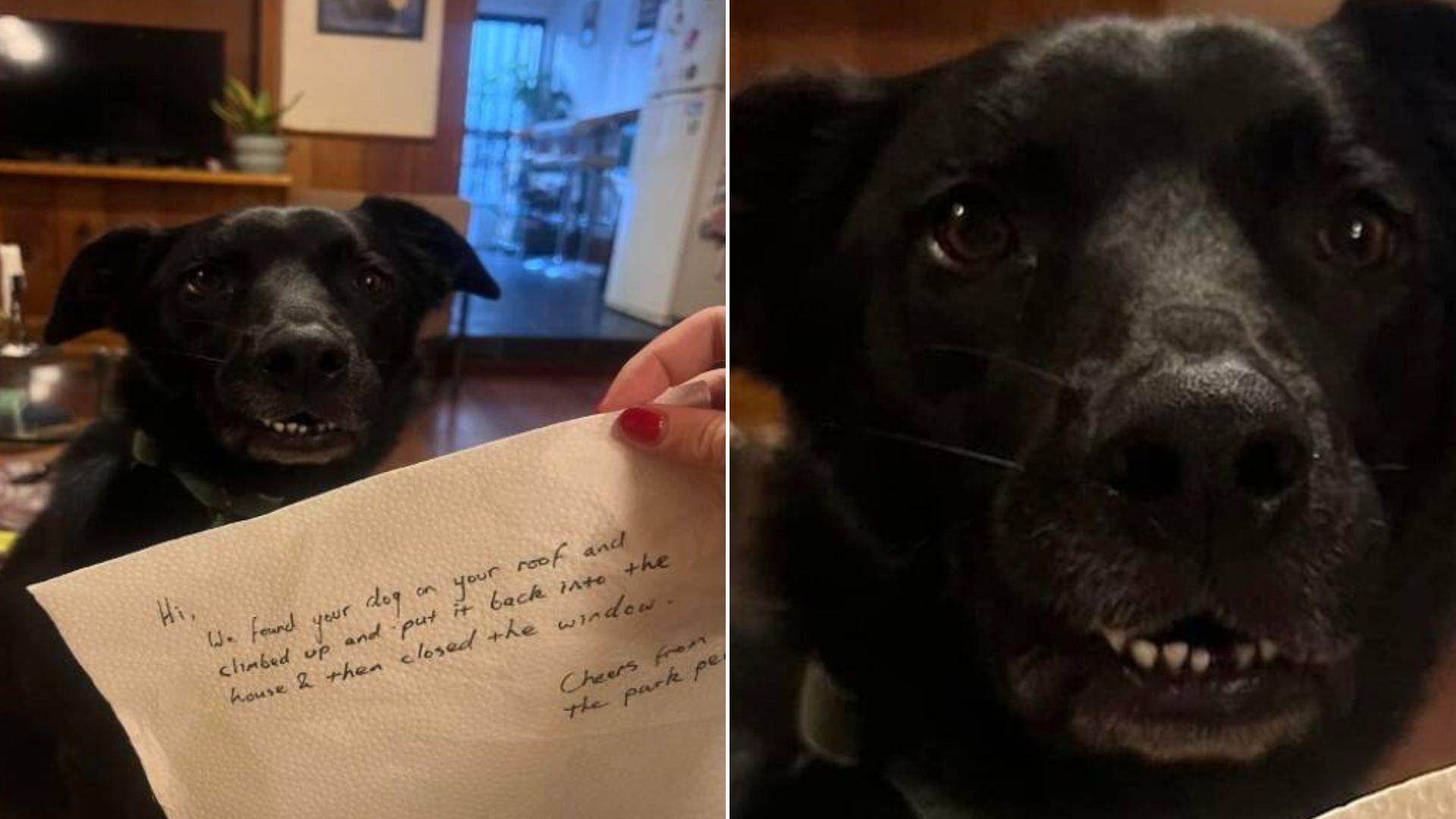 Woman Came Back Home Only To See A Strange Note About Her Dog Waiting On The Table