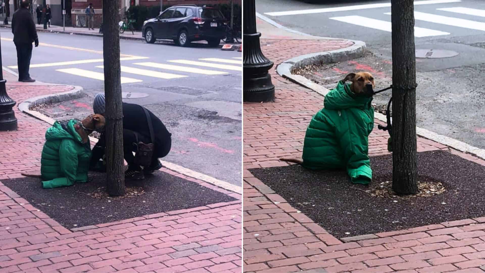 Giant-Hearted Woman Takes Off Her Coat To Keep Her Canine Warm