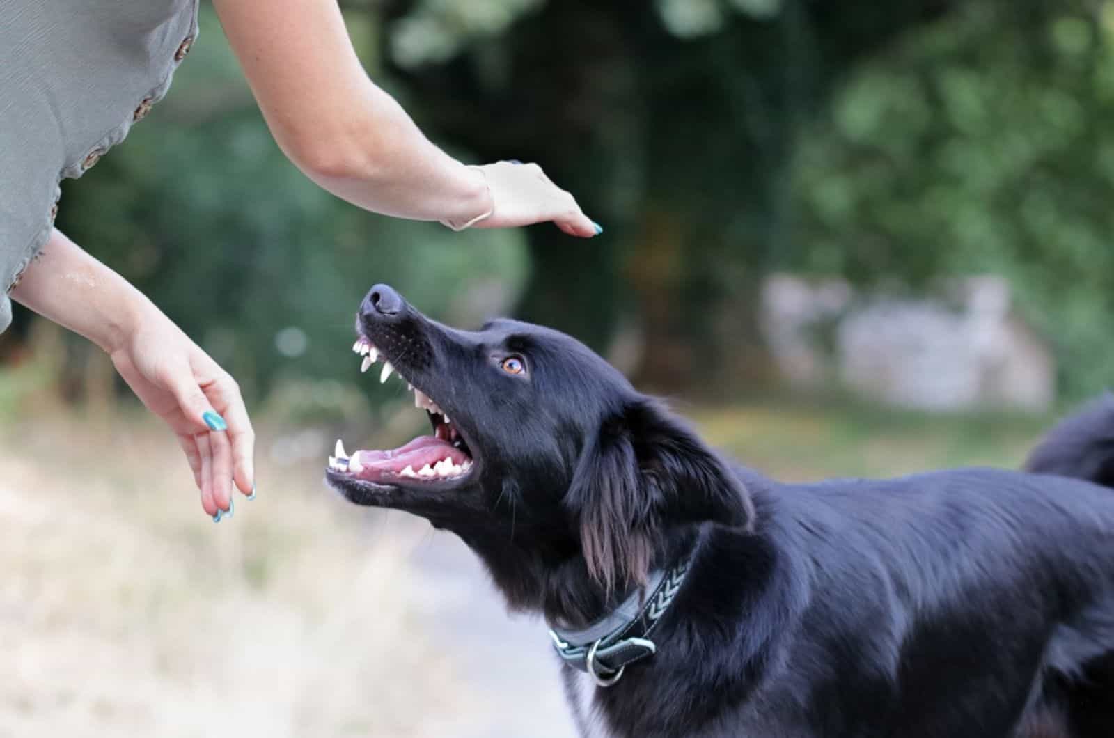 woman training aggressive dog in the park