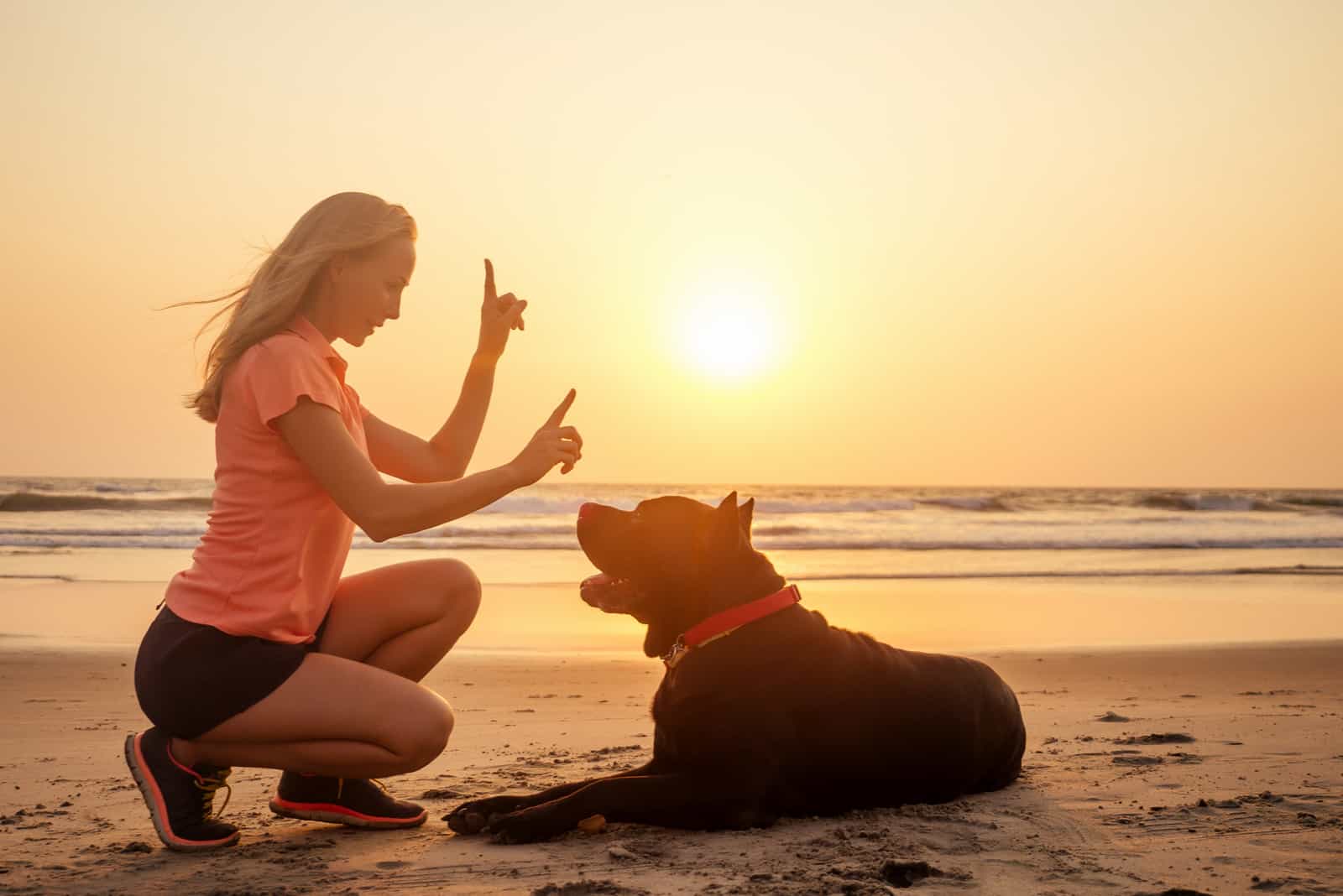 woman training Cane Corso dog at the beach