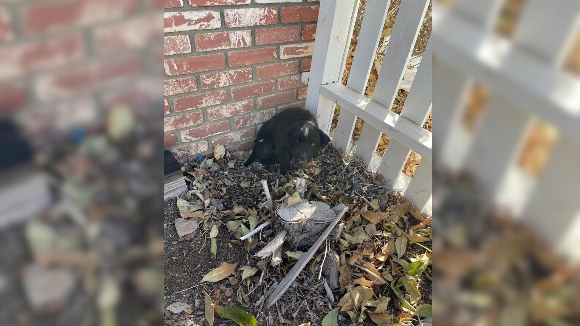 Woman Shocked To Discover A Tiny Furry Baby Crouching In The Corner Of The Yard