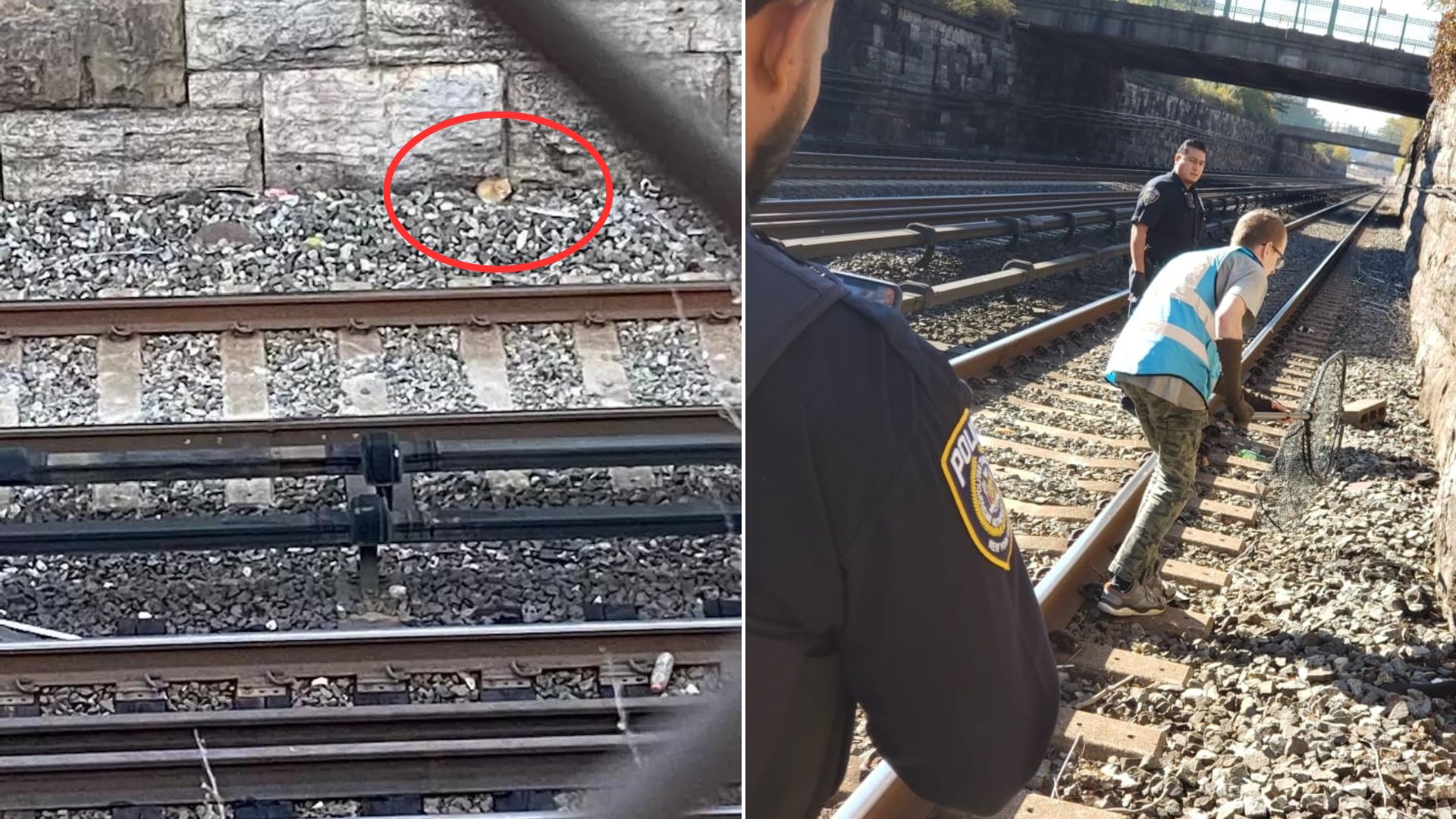 Woman Who Was Waiting For The Train Spotted Something Standing Near The Tracks