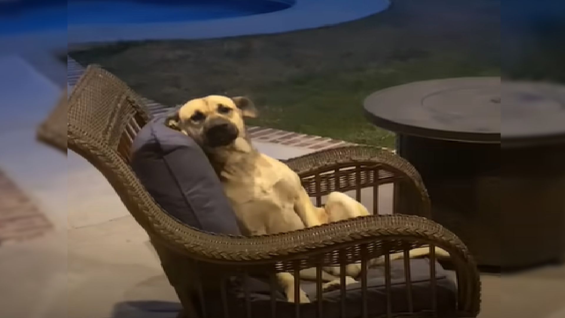 Woman Wakes Up To Find An Unexpected Dog Visitor Chilling In Her Patio Furniture