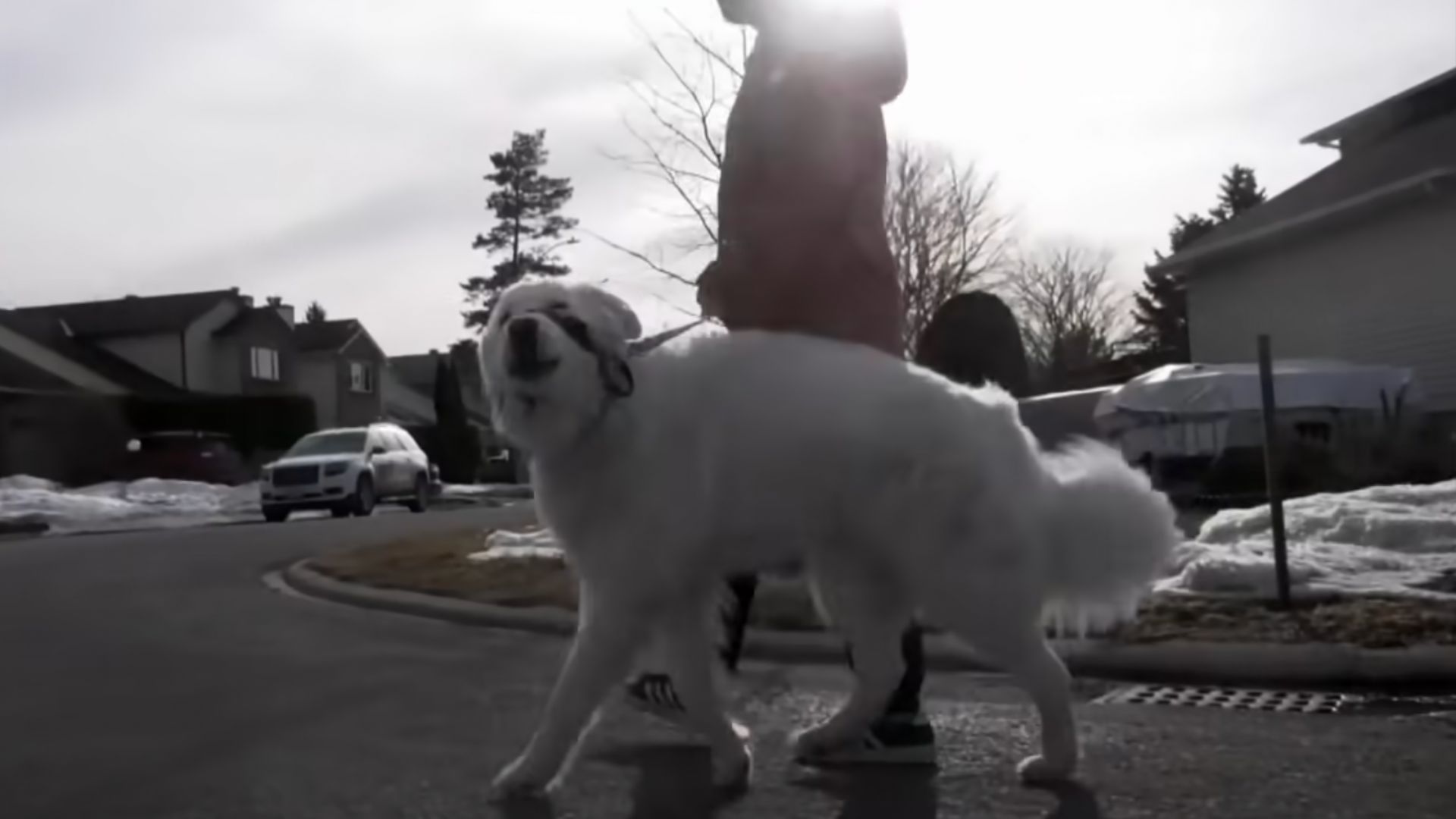 woman walking a dog