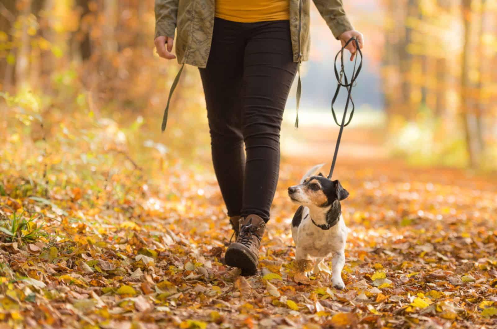 woman walking her dog in the park