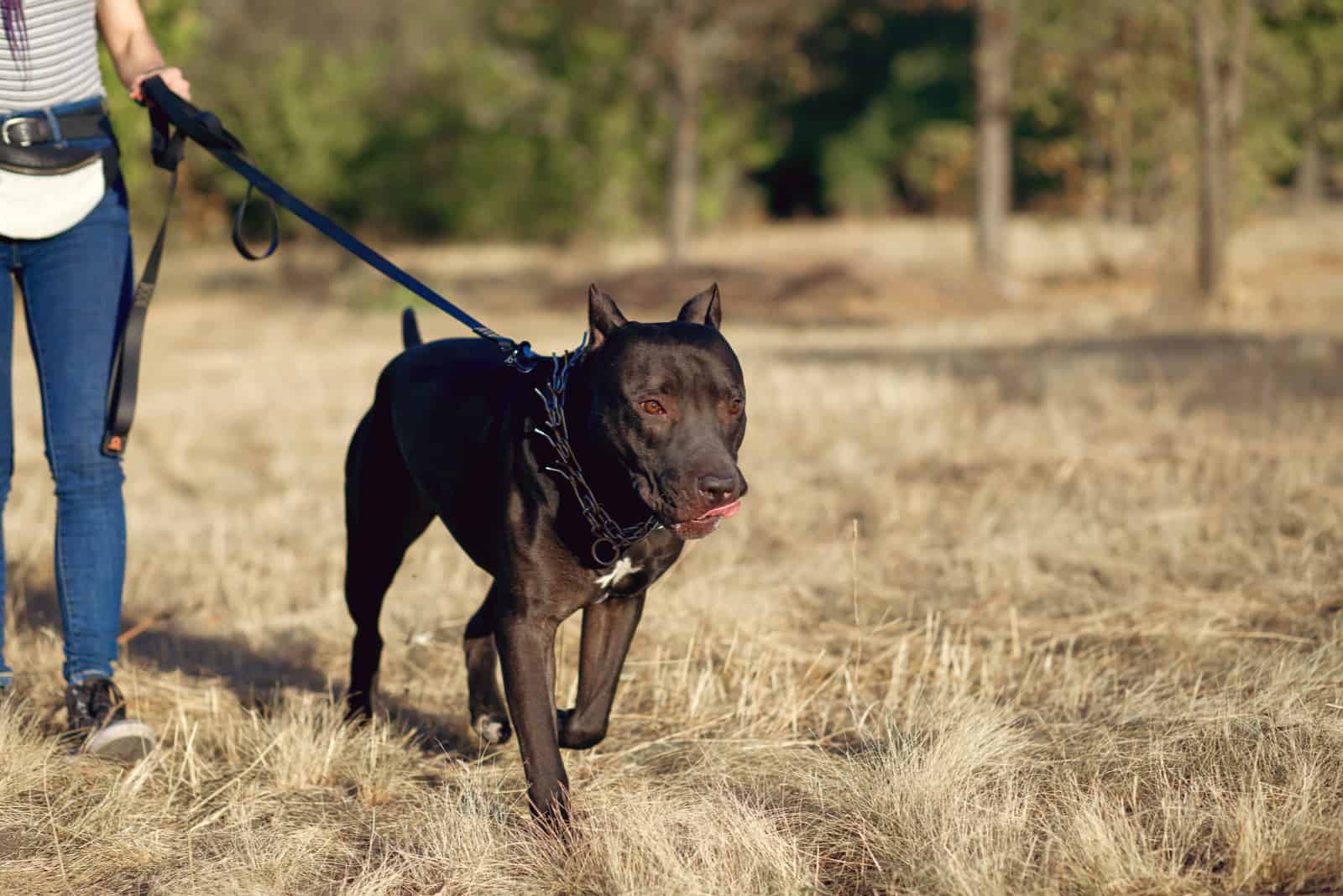 woman walks a big black pitbull on a leash in the park