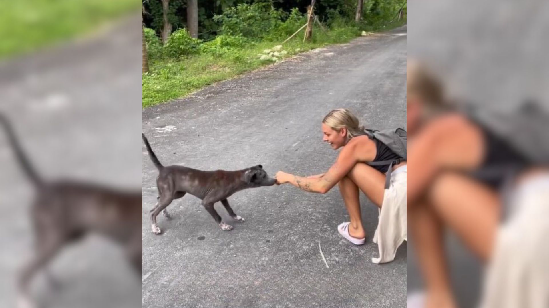 Woman Was Shocked To Discover The Secret Of The Scared Stray Pup Who Followed Her For Weeks