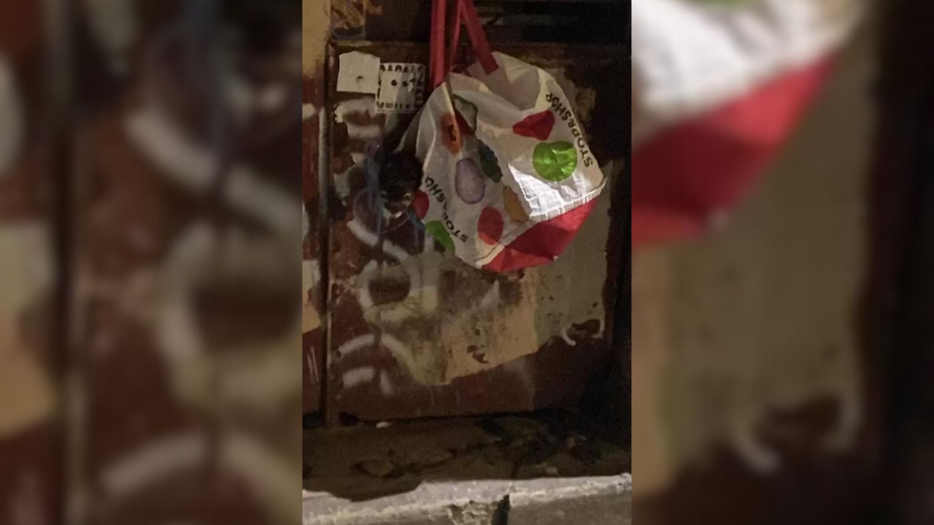 Woman Was Shocked When She Saw A Fluffy Head Peeking From The Bag On The Container