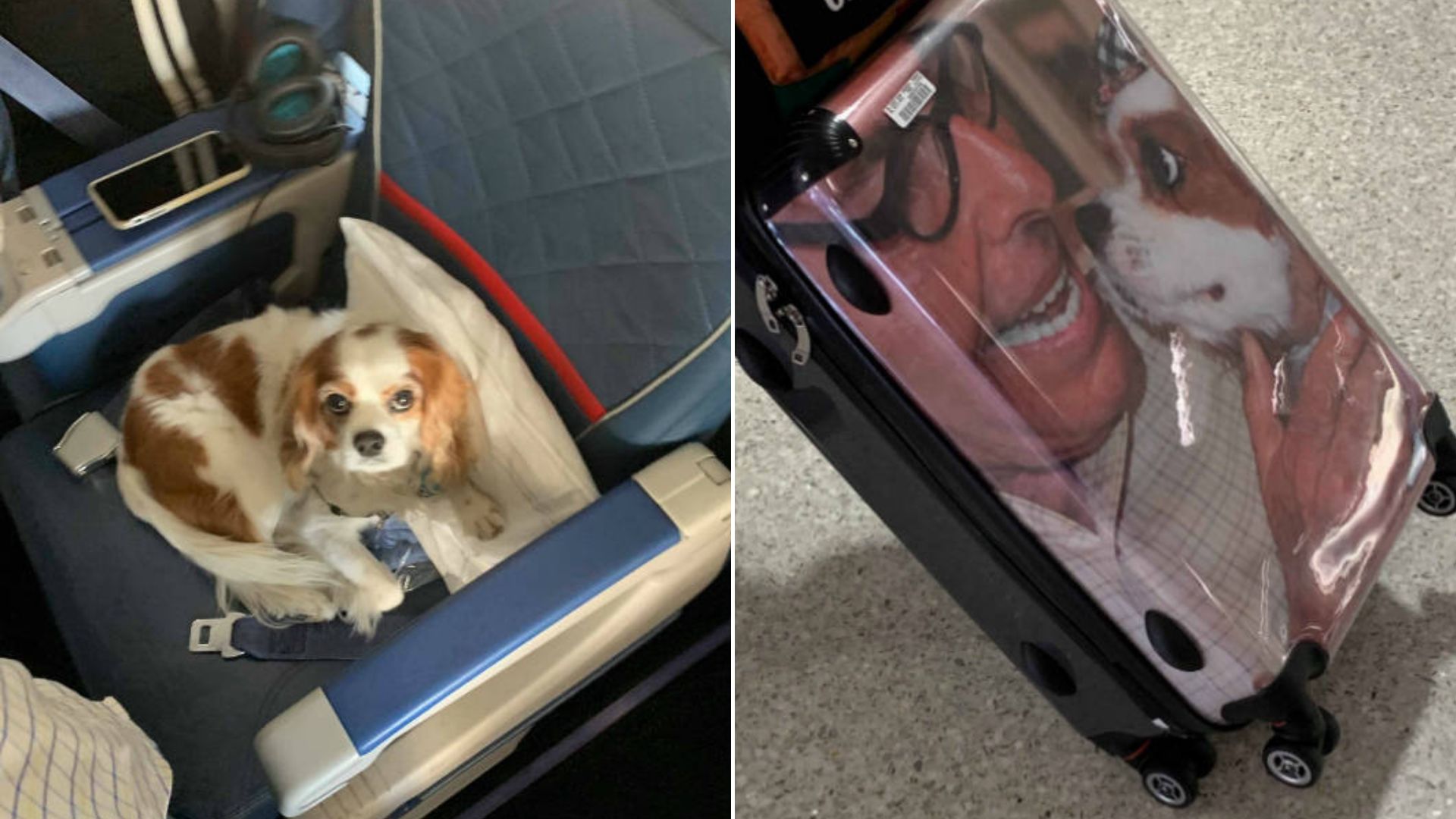 Woman Was Shocked When She Saw A Pampered Dog Comfortably Riding First Class