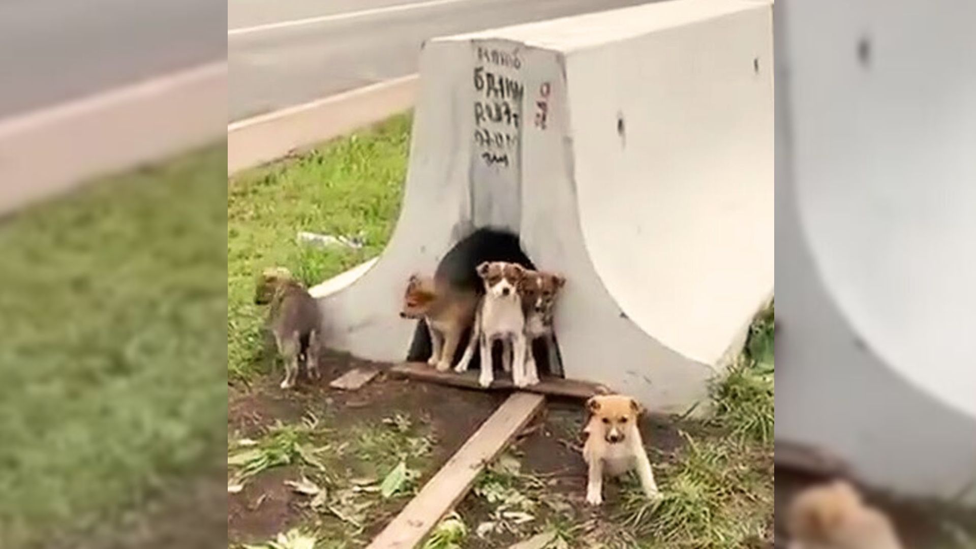 Woman Shocked To Discover Tiny Puppies Waiting For Mom On A Busy Road