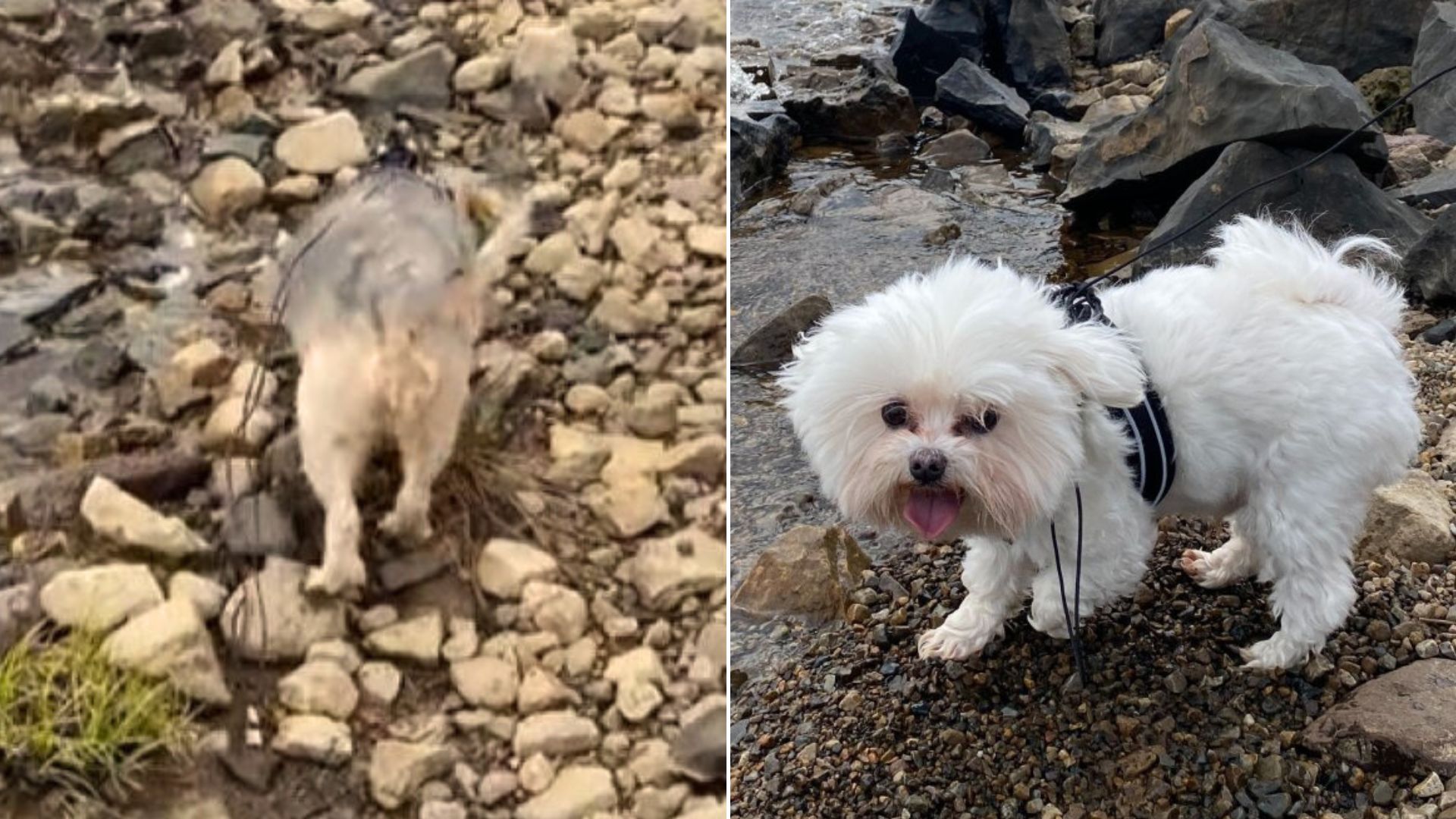 Woman Went For A Hike With Her Dogs Only To Realize That She Forgot Something Important