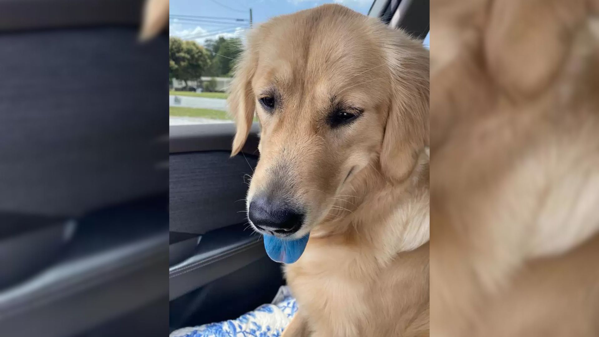 Woman Came Back From A Quick Trip To The Store Only To See That Her Dog’s Tongue Turned Blue