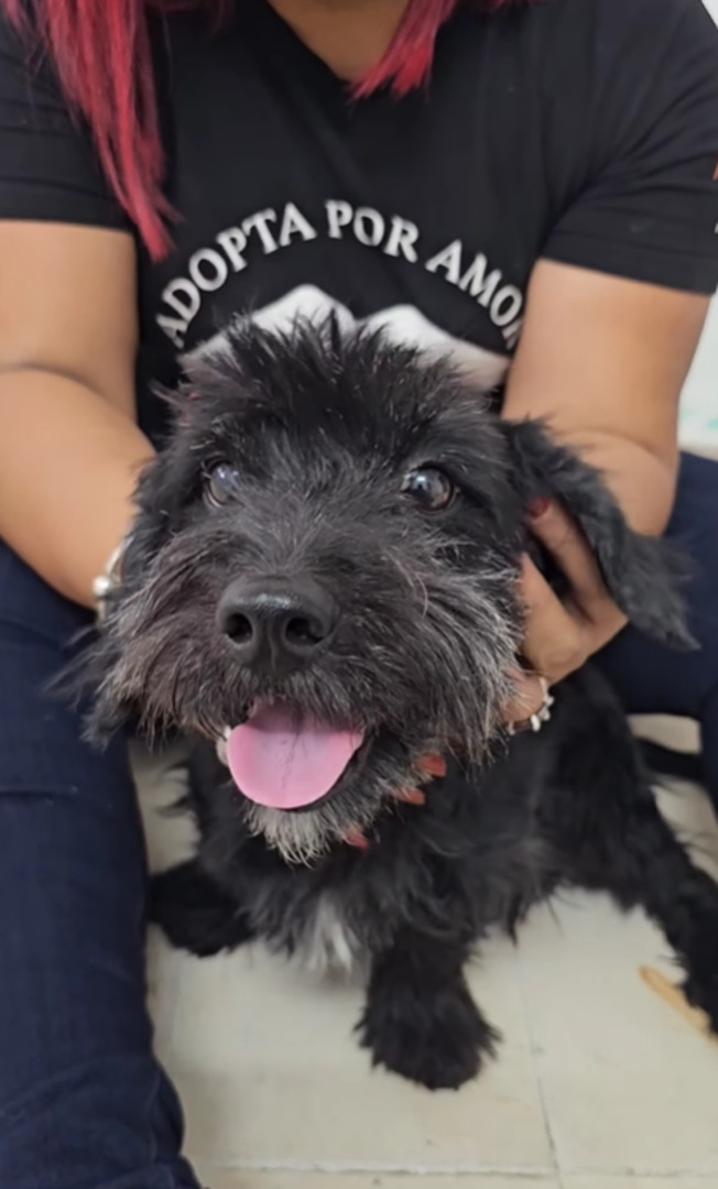 woman with black shirt holding a black dog