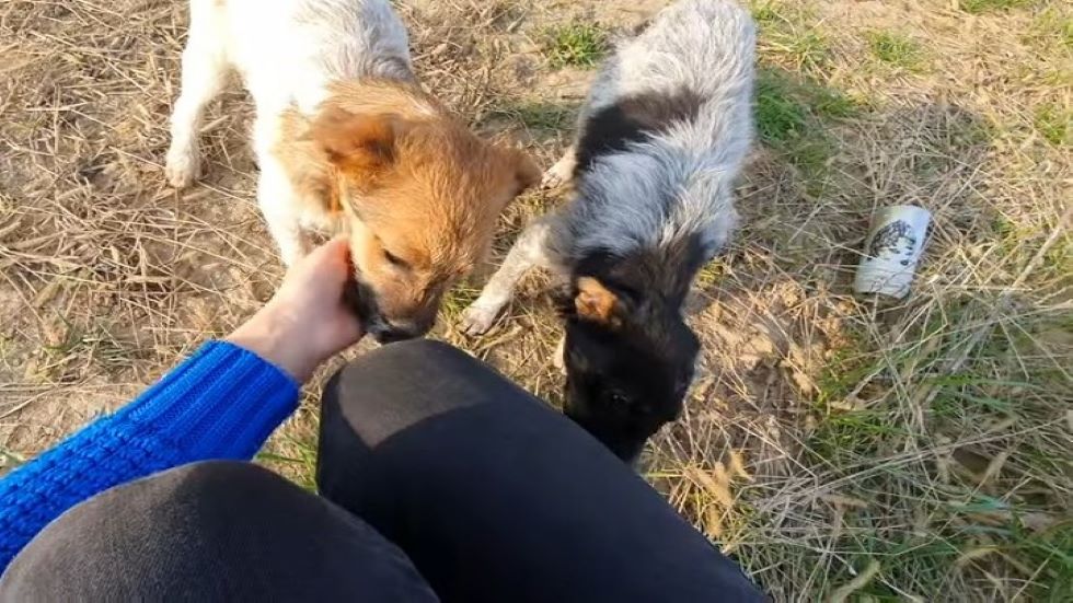 woman with dogs in a walk