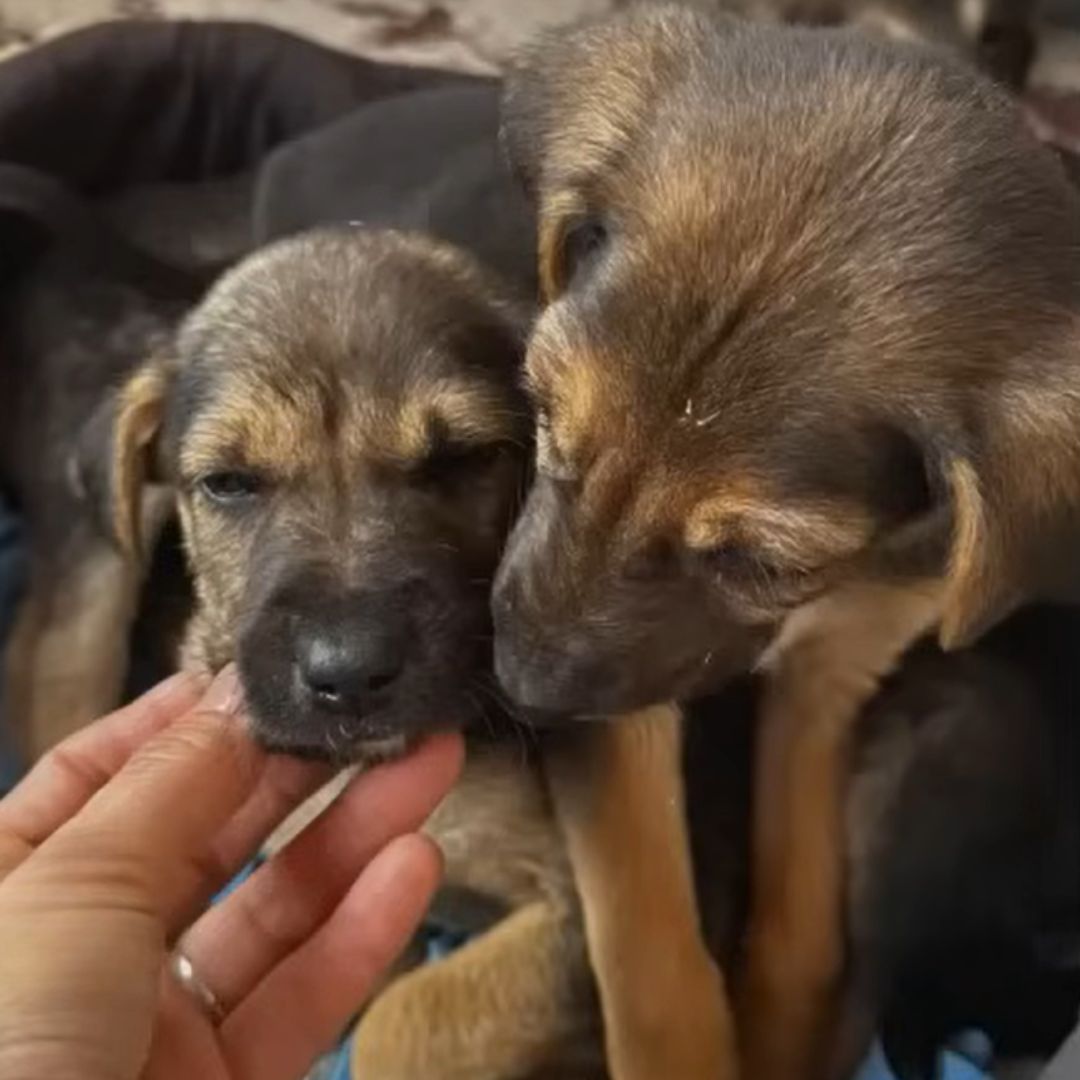 woman with puppies