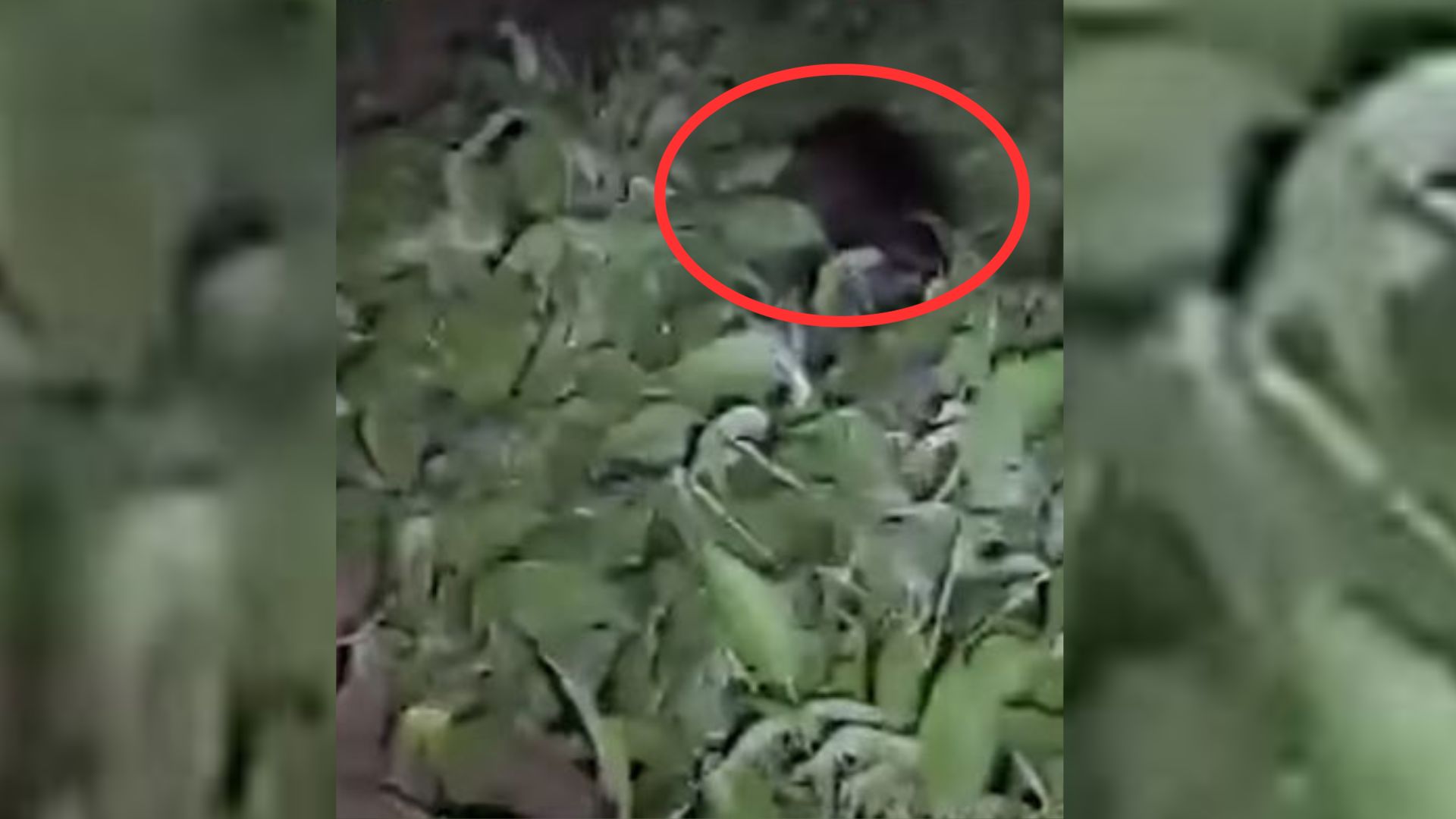 Woman Witnessed A Touching Reunion After Live Streaming The Rescue Of Stray Dog