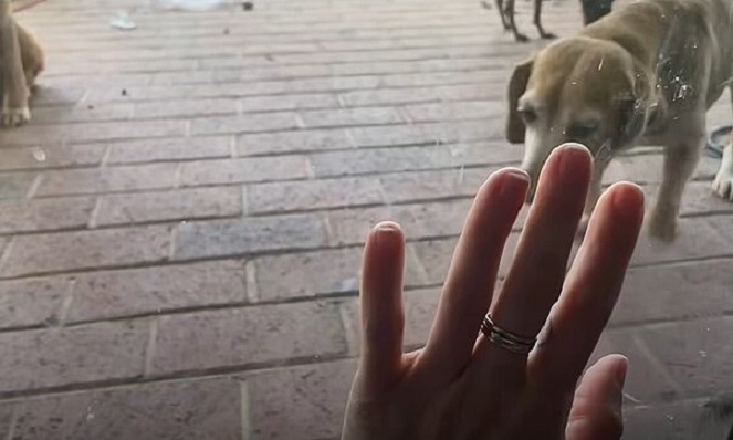 woman's hand and dog in front