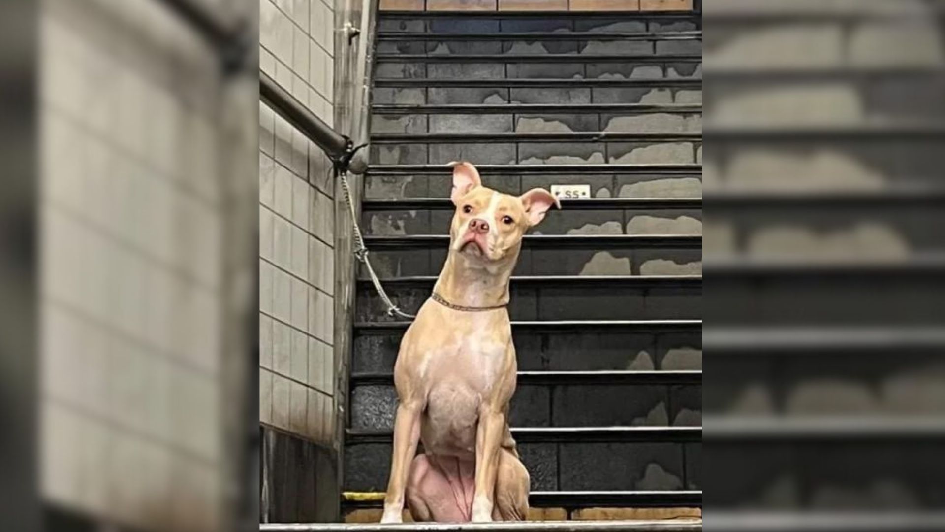 Woman Rushes To Save An Abandoned Tied To A Pole At A Subway Station