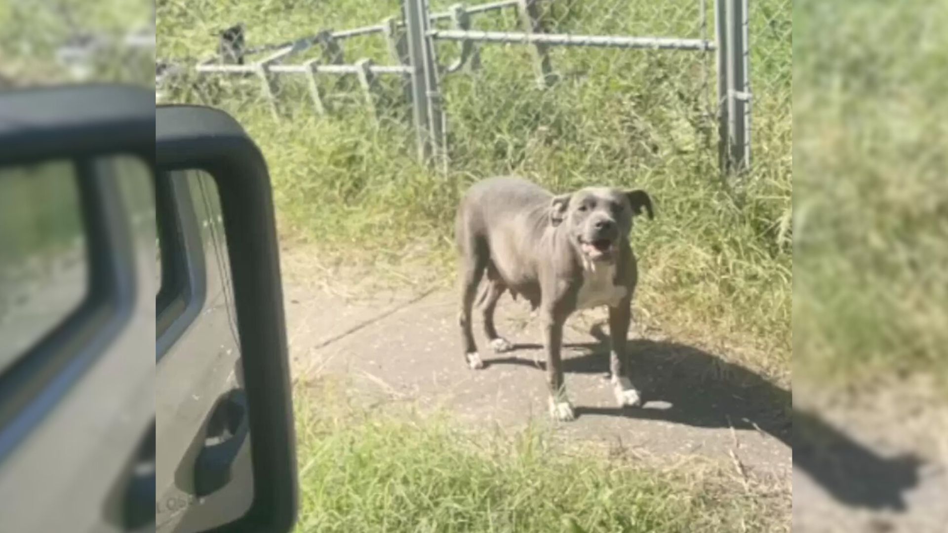 Woman On A Dog Rescue Mission Shocked To Find An Unexpected Surprise