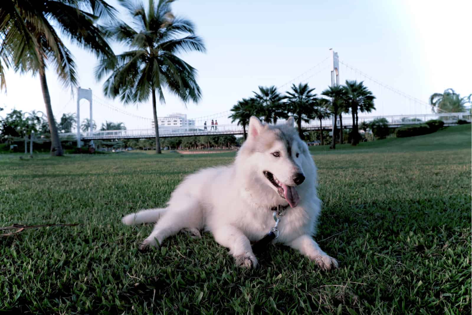 wooly-coated white husky lay down at the park