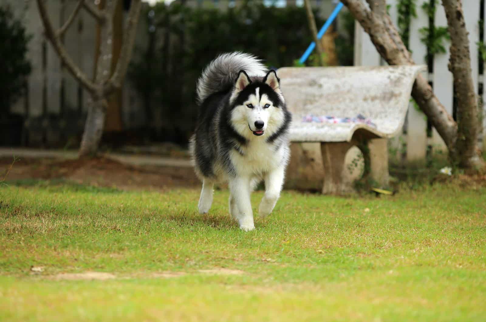 Wooly Husky