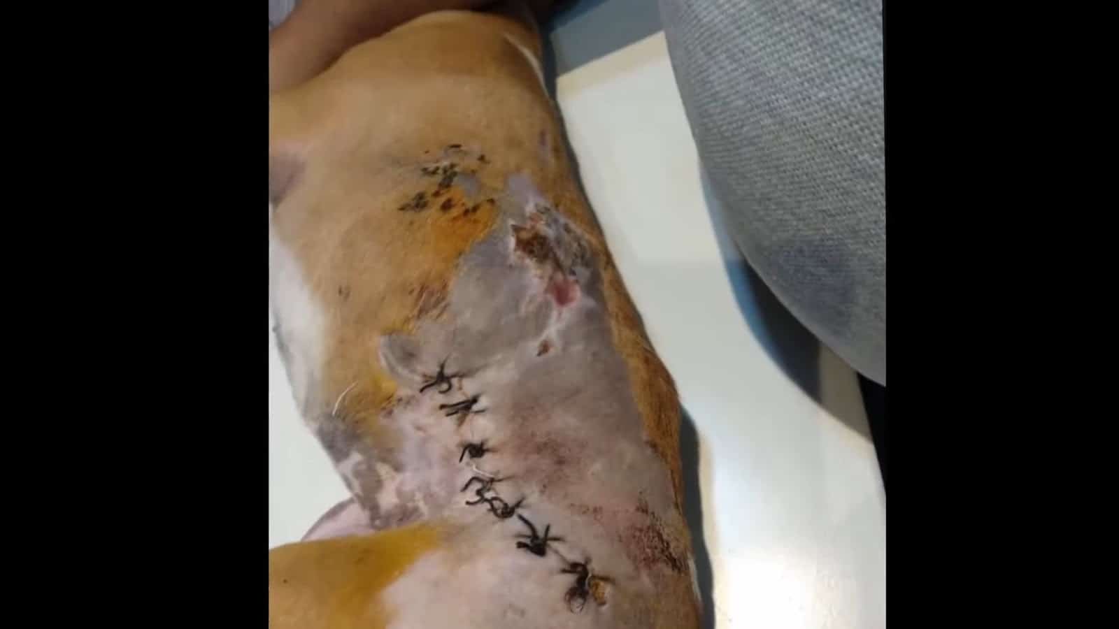 wounds on the dogs body