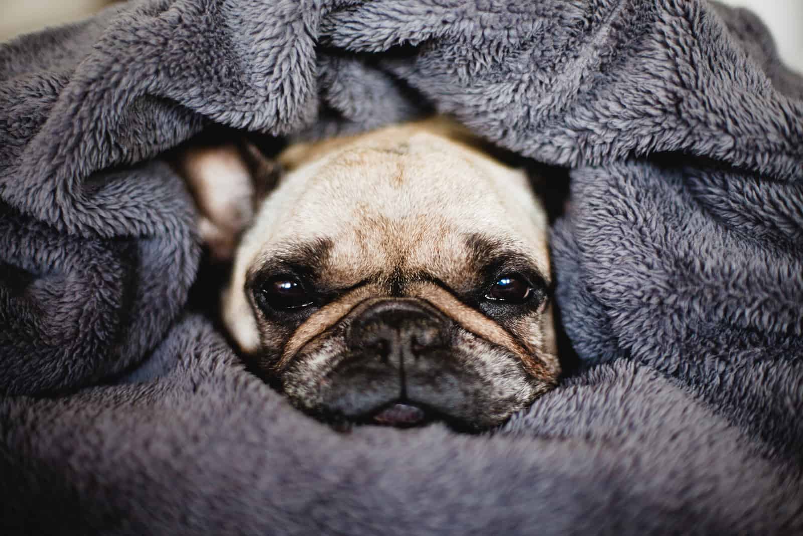 wrapped up dog