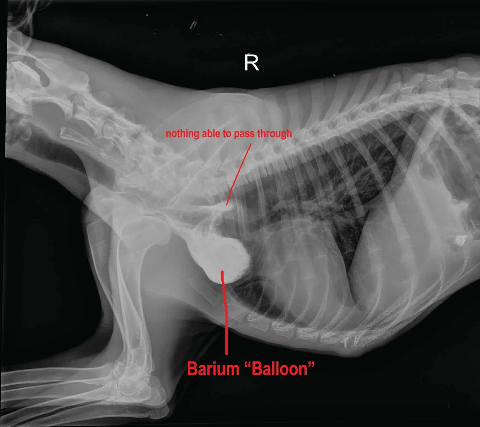 X-ray of a German Shepherd